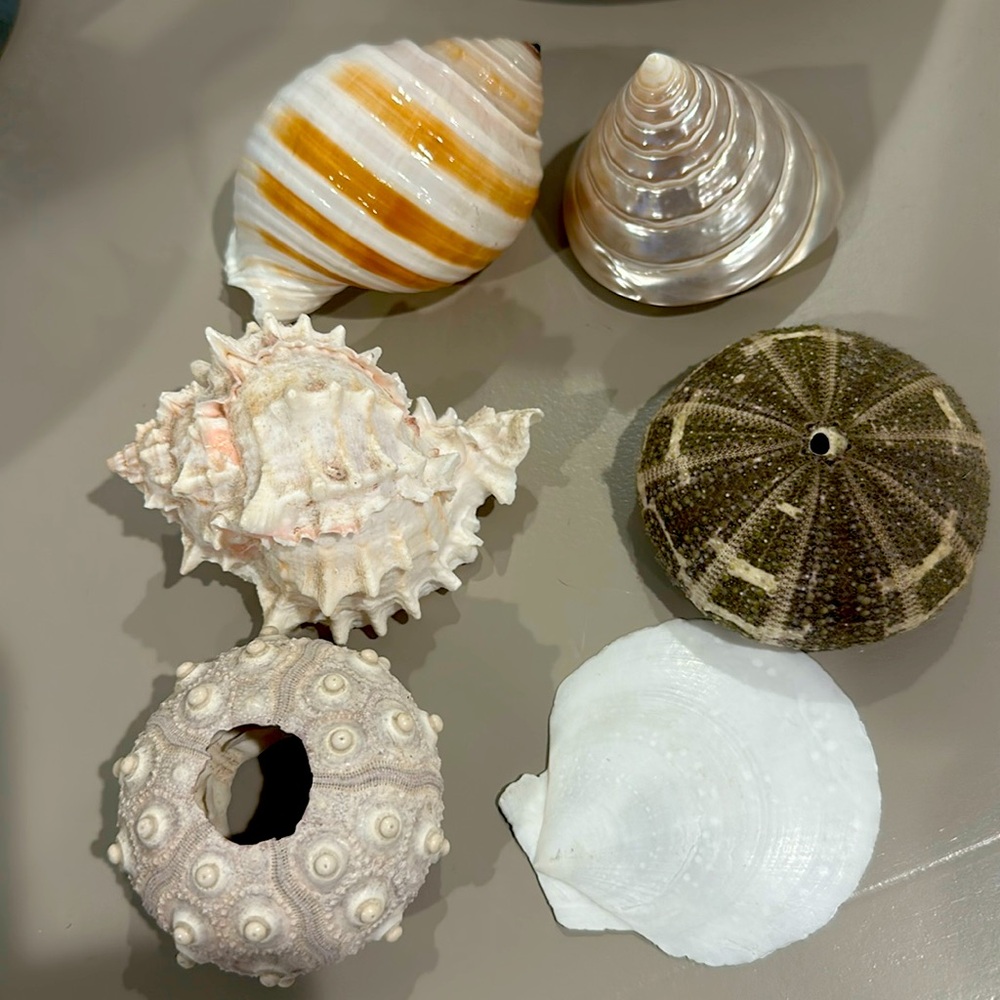 Decorative Seashells